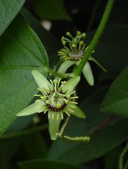 Corkystem Passionflower, Passionvine, Passiflora suberosa